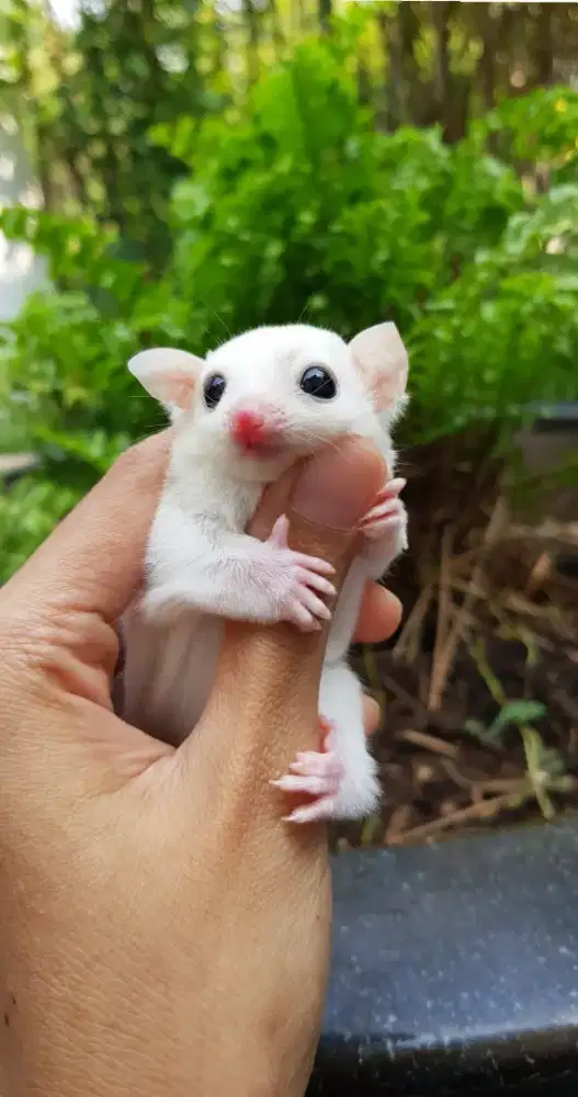 sugar glider leucistic, mozaick (2), clasik grey