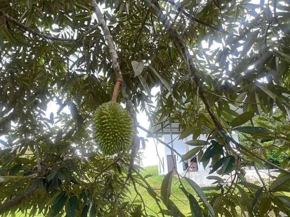 jual kebun durian premium view sawah terasering dan gunung cantik harga murah di tabanan bali.