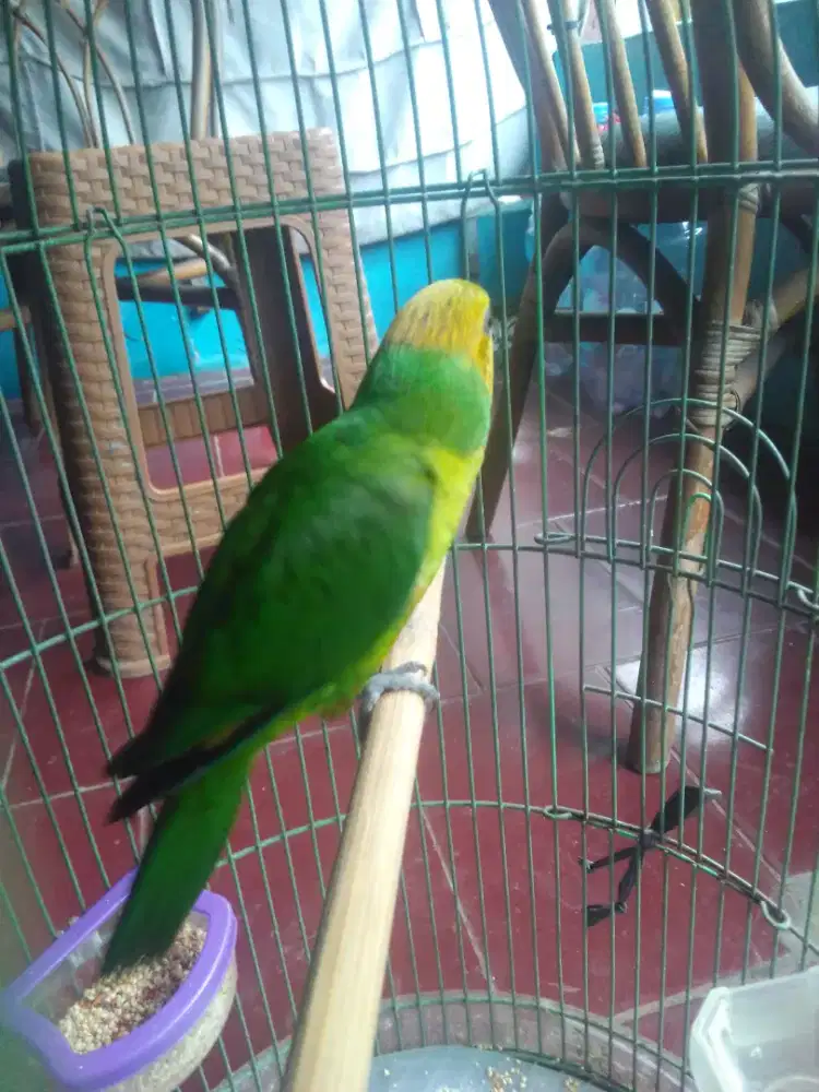 LOVEBIRD JOSAN SIAP JADI MASTERAN 1 JUTA FULSET