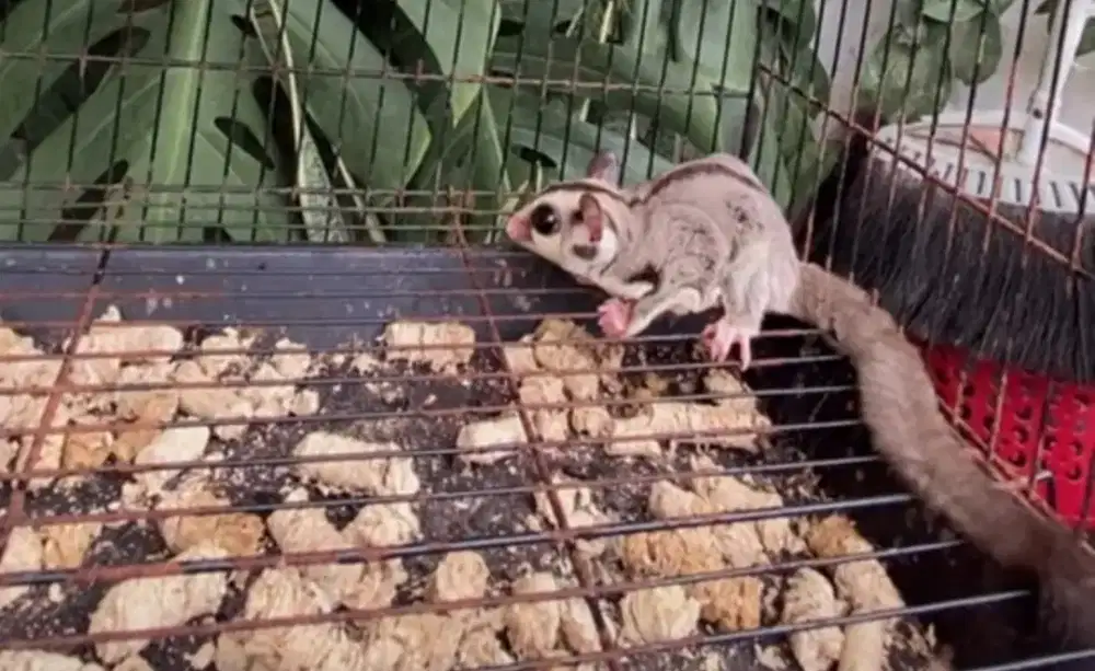 sugar glider clasik grey jantan