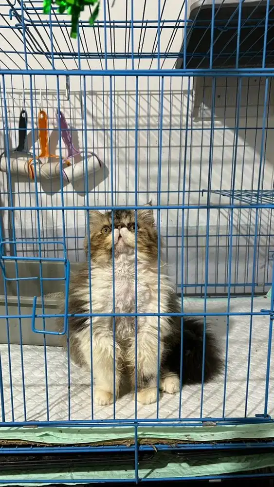 Kitten jantan peaknose