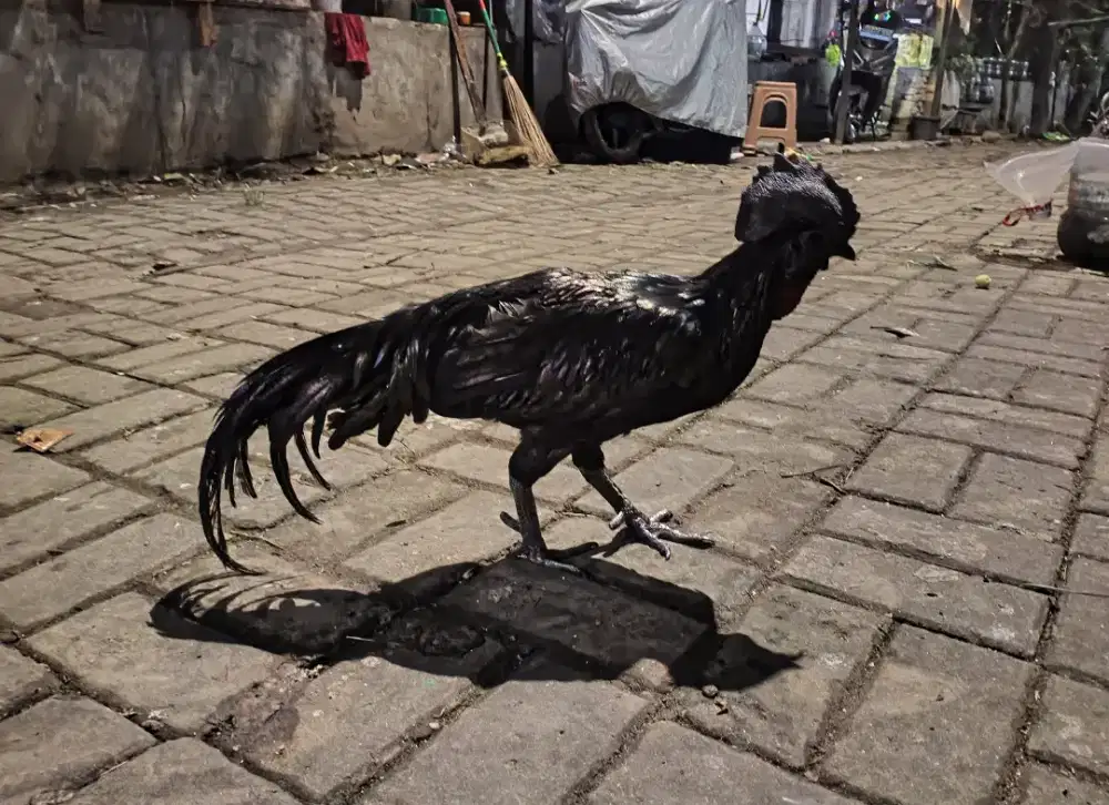 Bekicem Bekisar Cemani