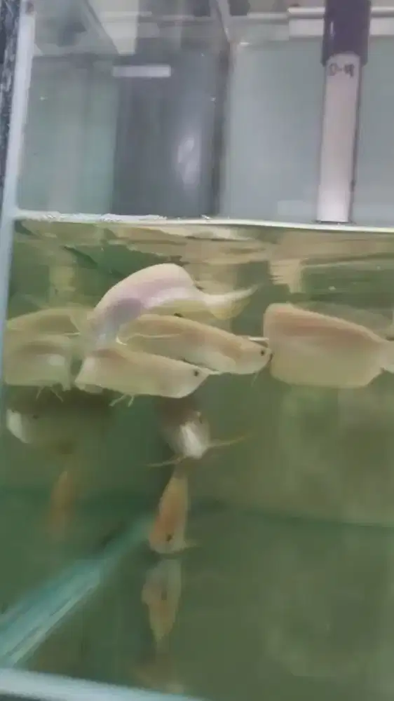 Arwana silver albino