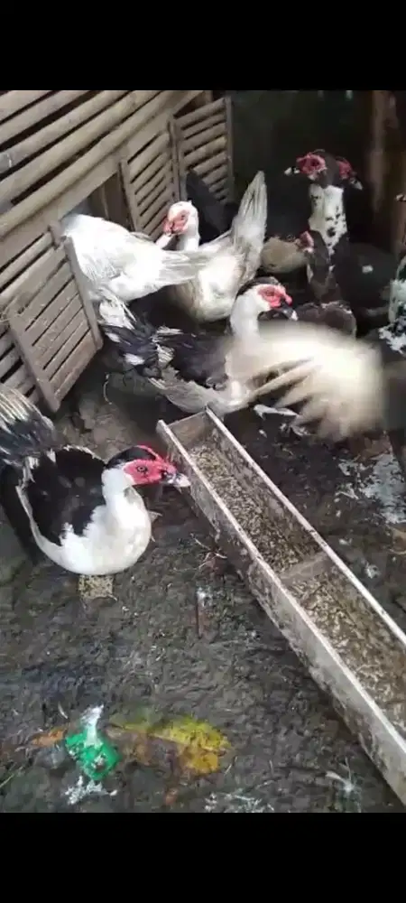 Jual Entok Jantan ngoss