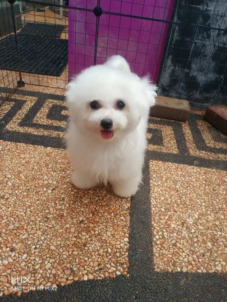 Calon indukan Bichon frise