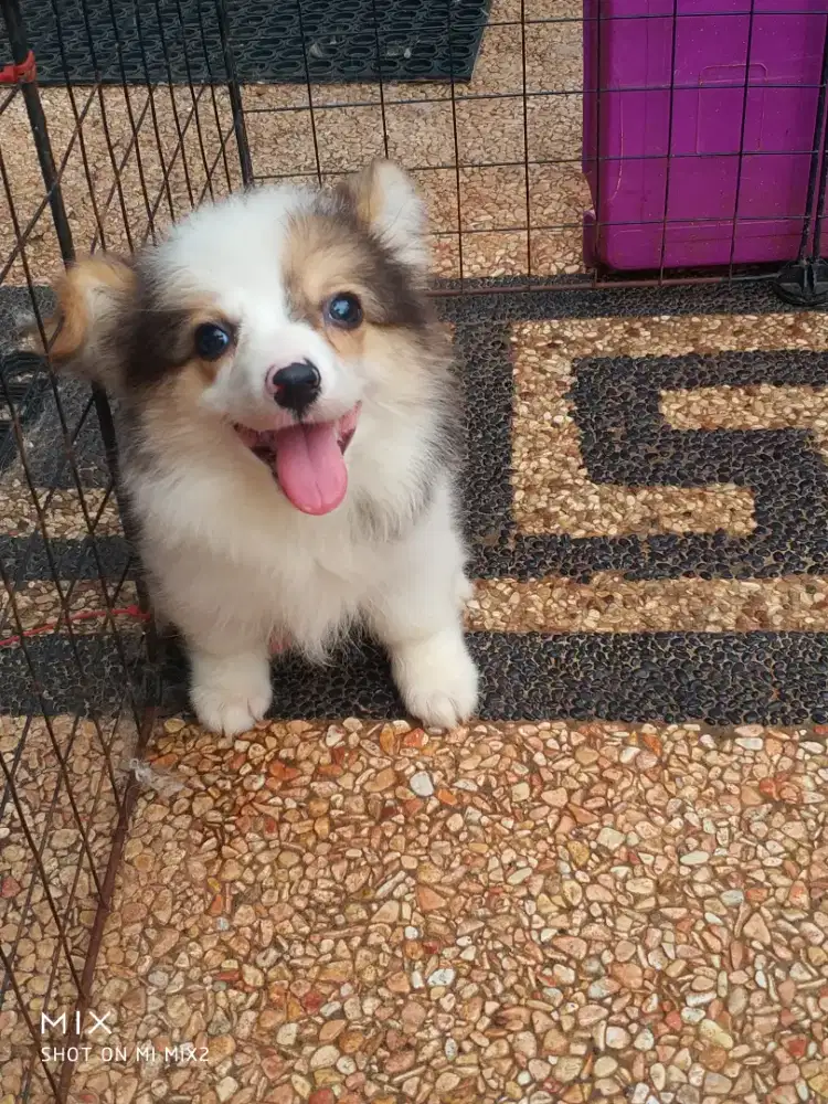 Anakan Exotic Corgi Long Hair