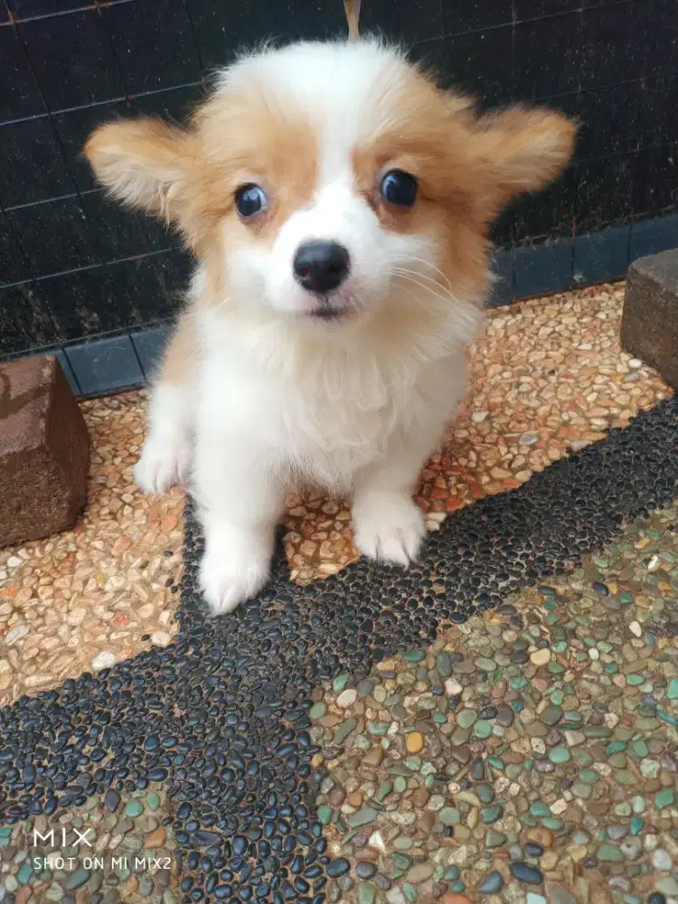 Anakan Corgi Long Hair