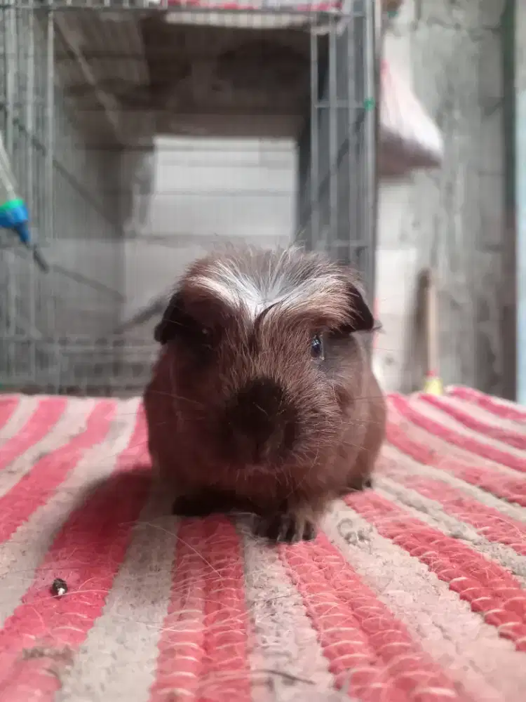 Marmut American betina