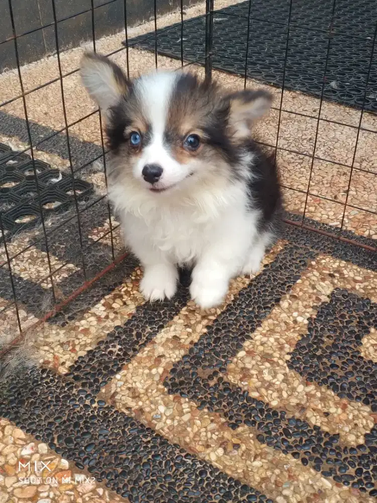 Anakan Exotic Corgi blue eyes