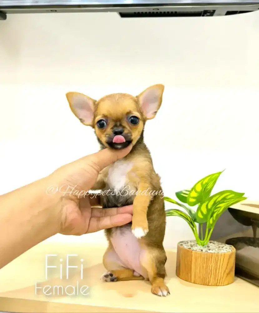 Cihuahua Short Hair female