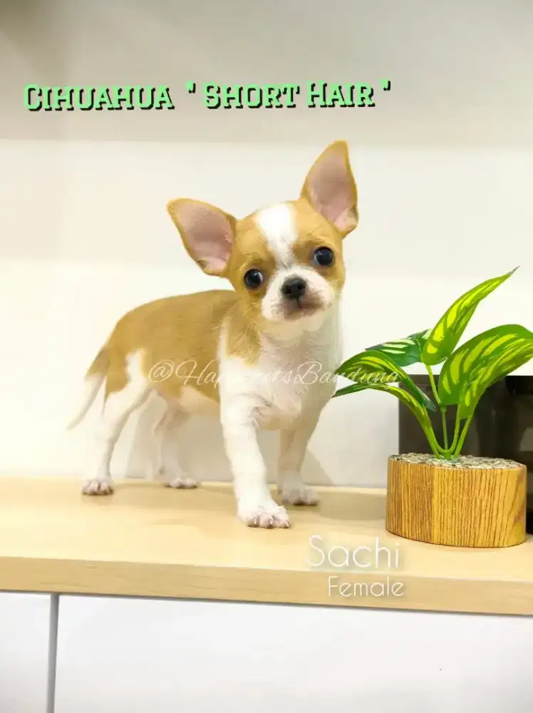 Cihuahua Apple head Female