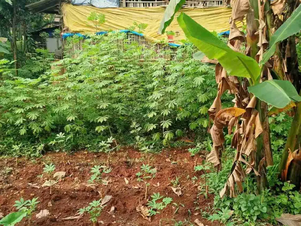 Tanah Strategis di jual cepat Padurenan Gunung Sindur