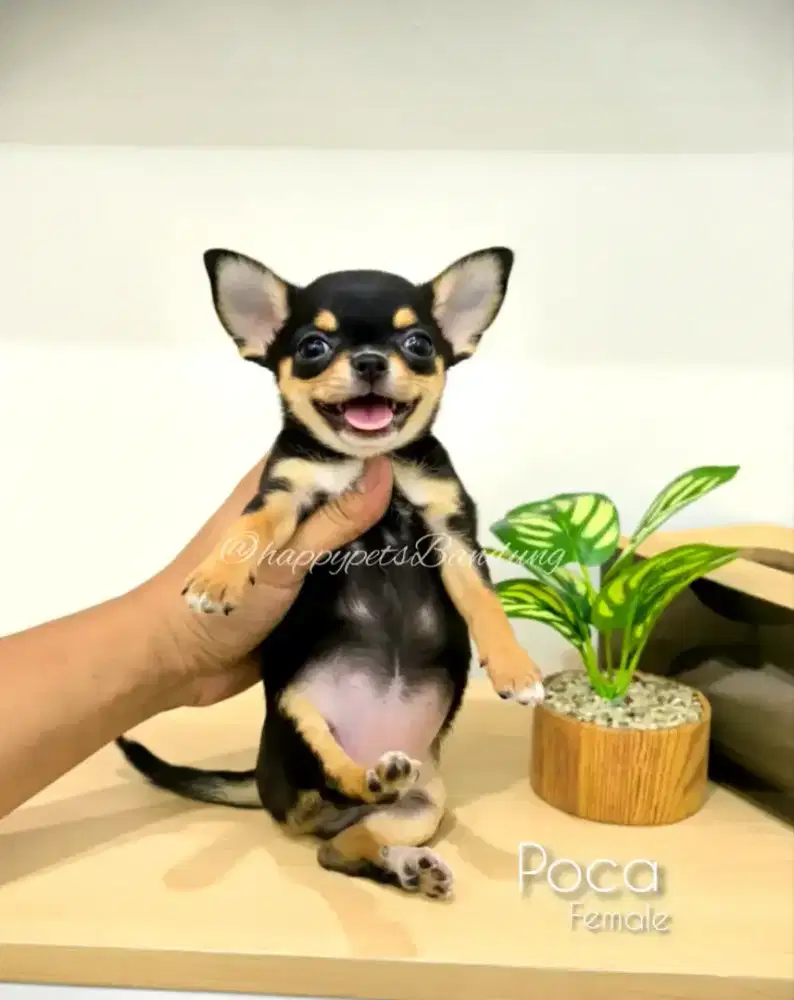 Cihuahua Apple Head ( female )