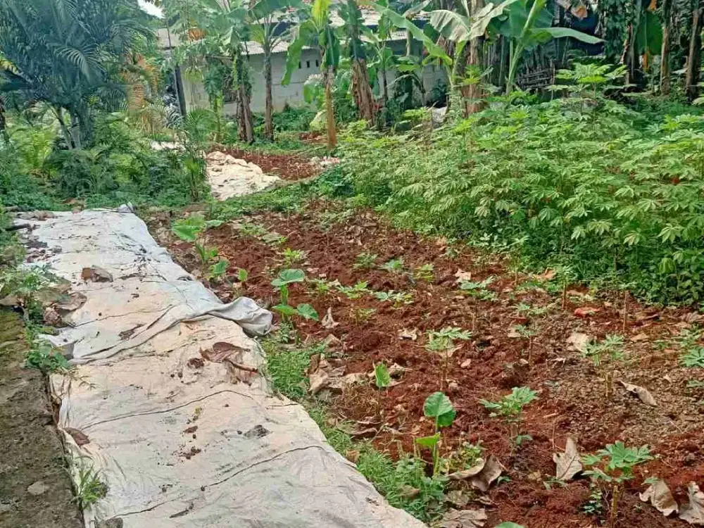 Tanah Murah Di Jual Cepat Pedurenan Gunung Sindur