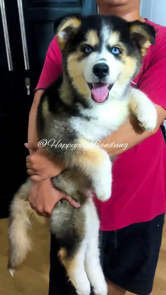 Siberian Husky super Big Size