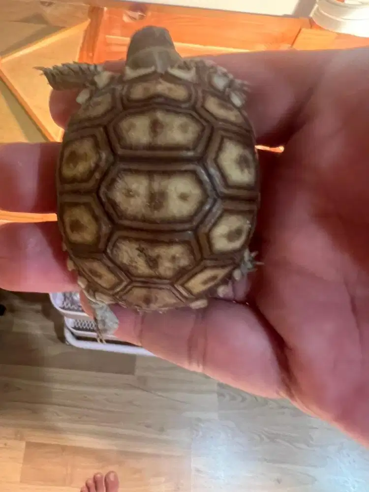 sulcata mocca 6cm