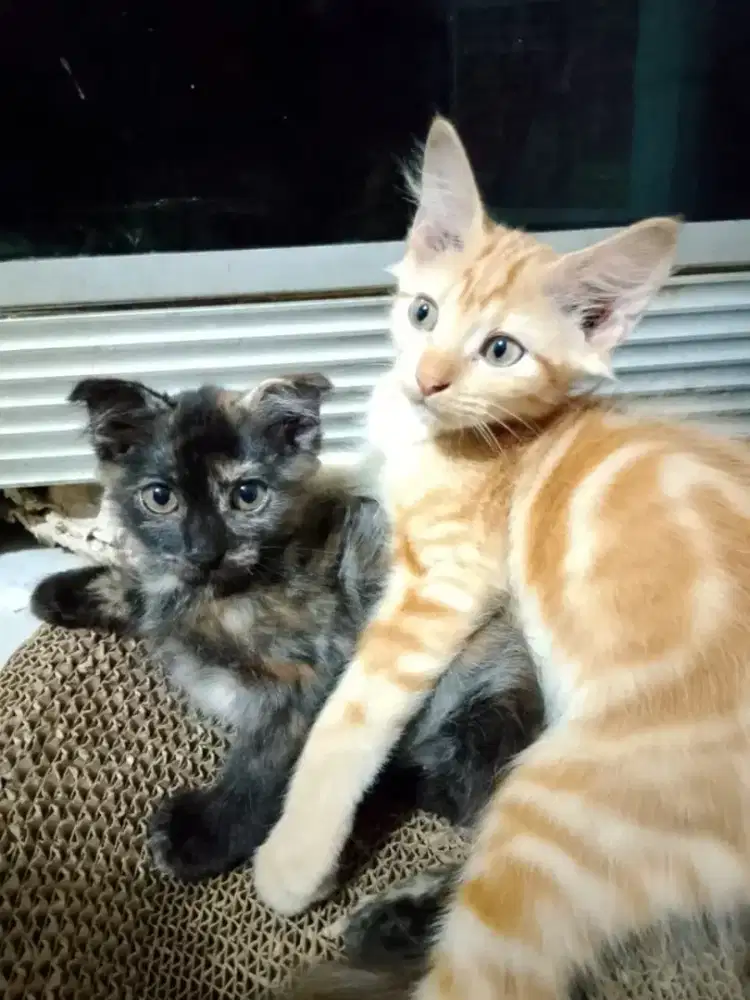 Kitten Ras Mix Mc dan Scottish