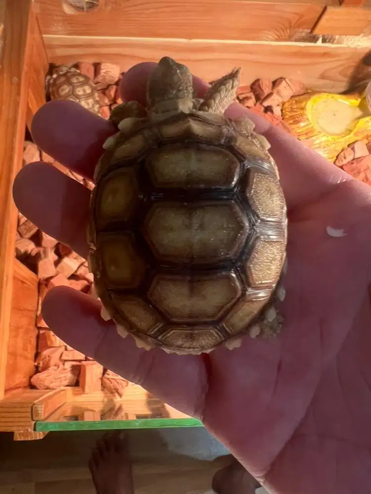 sulcata bulat 6cm