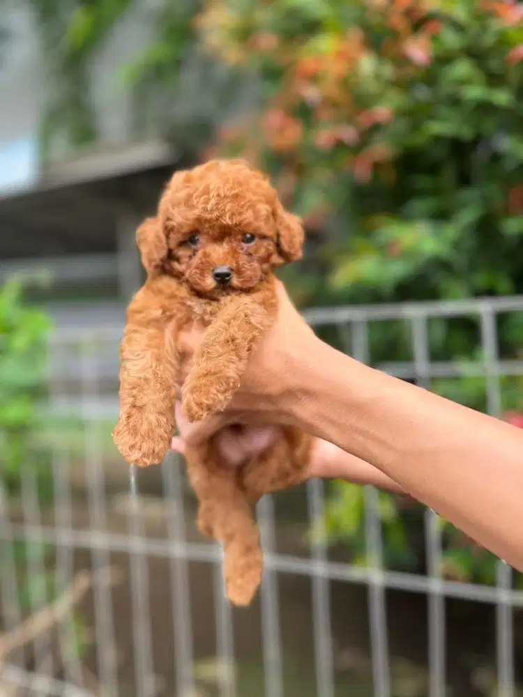 Sale 1 male & 1 female red toy poodle murmer