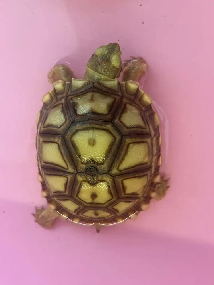 sulcata 12scute 6cm