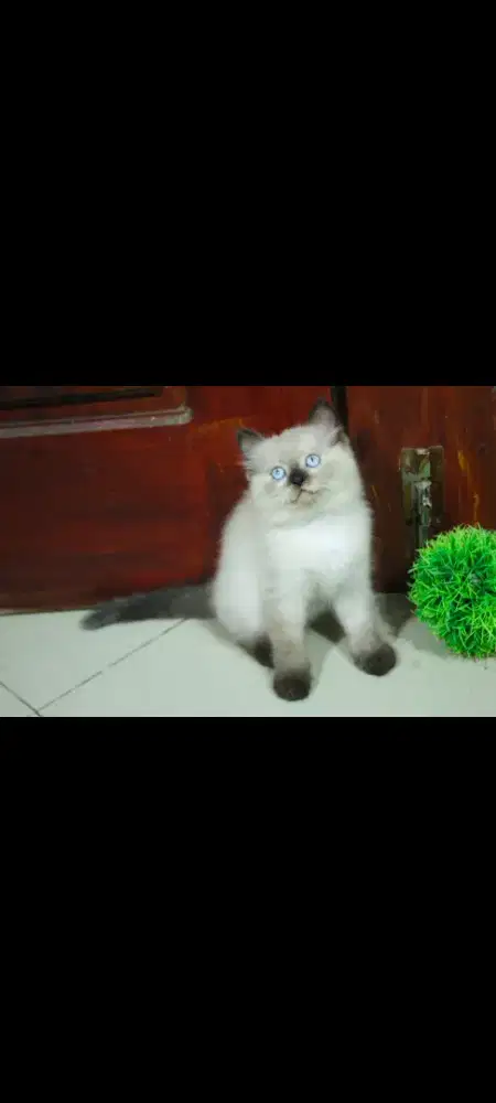 kucing kitten anakan persia ragdoll angoora mainecoon munchkin