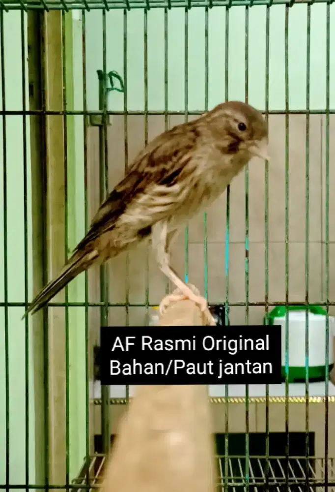 Kenari AF Rasmi Original bahan/Paut jantan