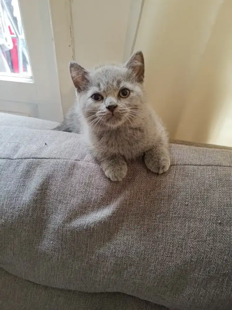 Kucing British short hair BSH kitten