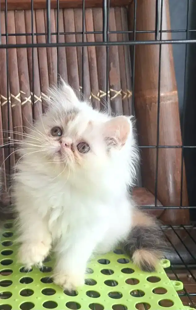 kucing anggora/ kitten peaknose betina/kucing persia betina