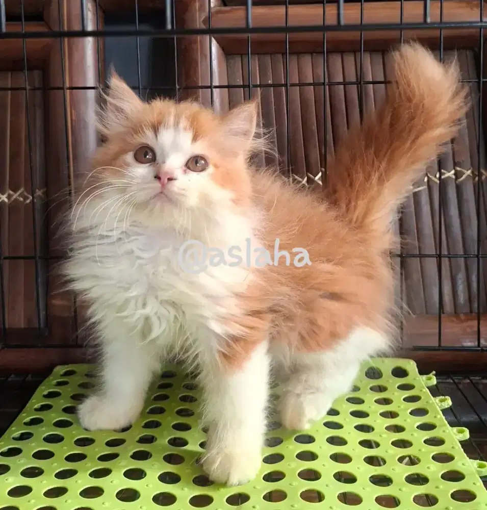 kitten persia jantan/kucing persia jantan/ kucing anggora jantan