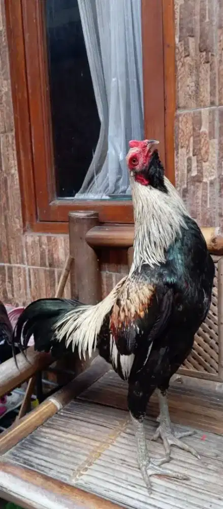 Ayam mangon batosai trah batrawali campeor