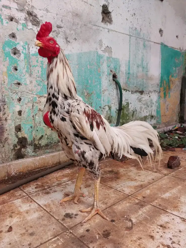 Ayam jenis birma pama uk4