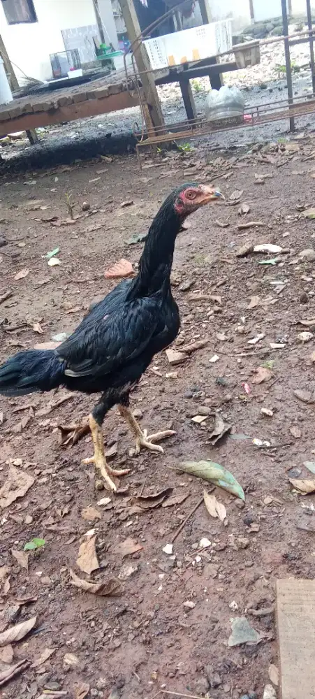 Dara bangkok usia 7 bulan