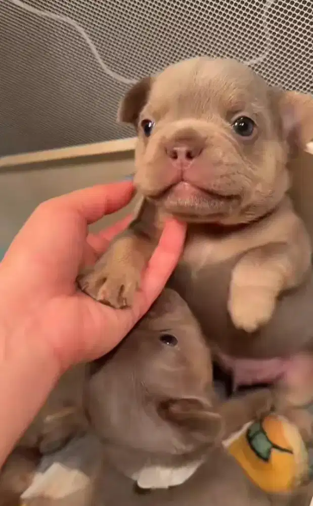 French Bulldog Isabella