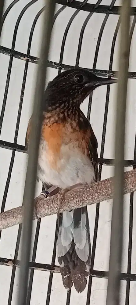 Murai trotol jantan non gembung