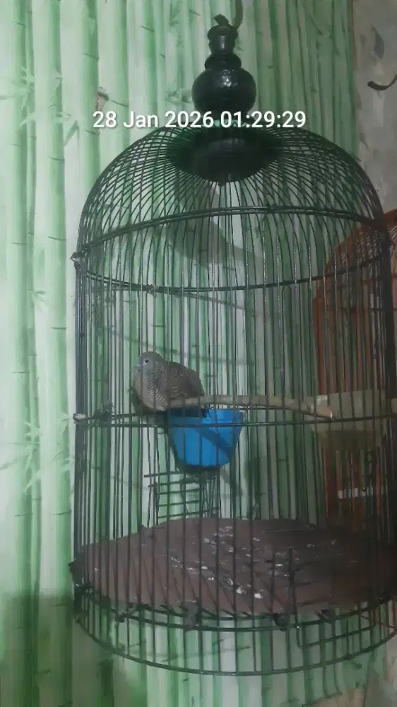 Burung perkutut rajin bunyi
