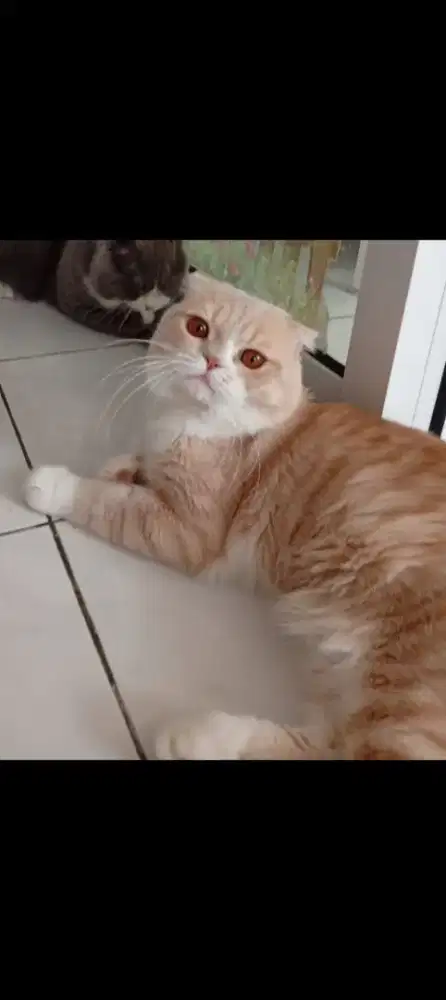 British Short Hair/BSH Double Scotisf Fold