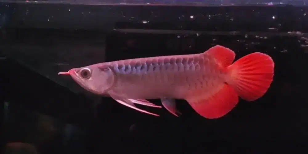 Arwana Super Red 25cm bahan gondrong