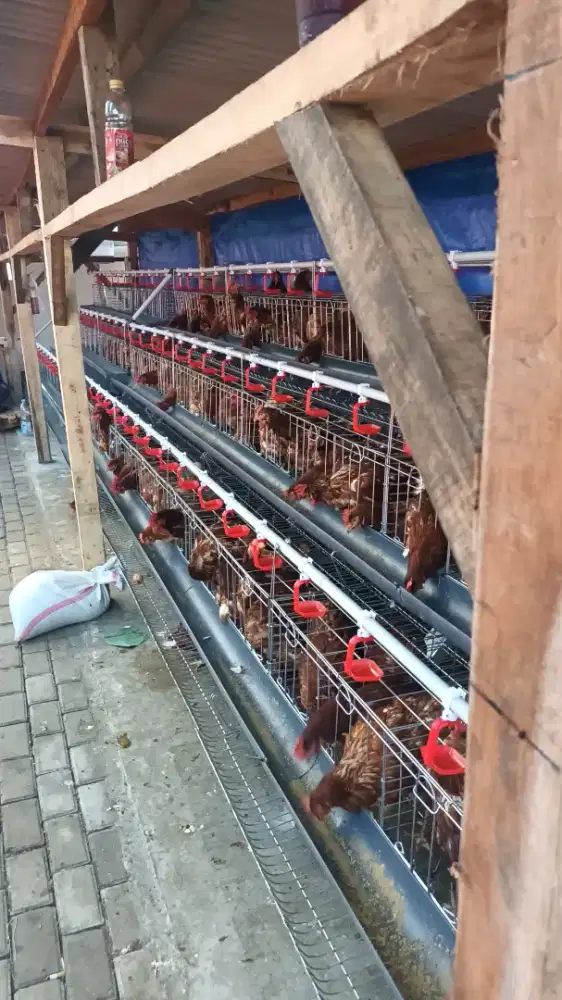 Fullset kandang + ayam 48 ekor