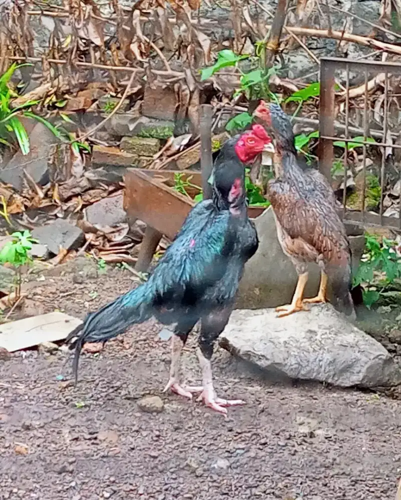 Ayam Bangkok Aneh pukul bom