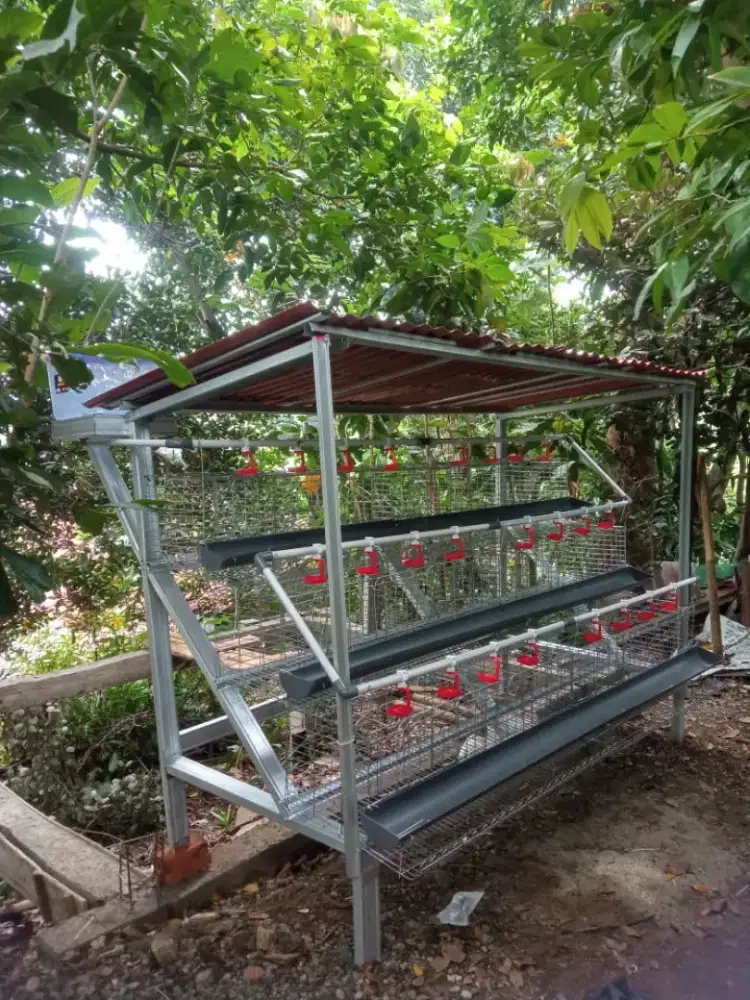 Kandang ayam petelur galvanis kapasitas 48 ekor