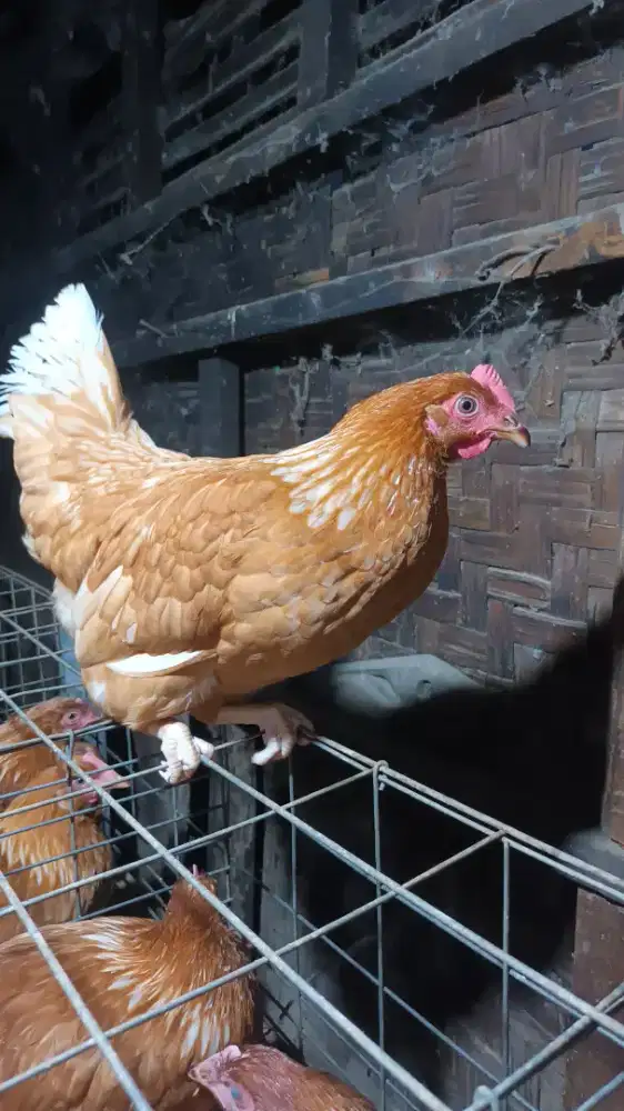 Ayam petelur jenis isa brown