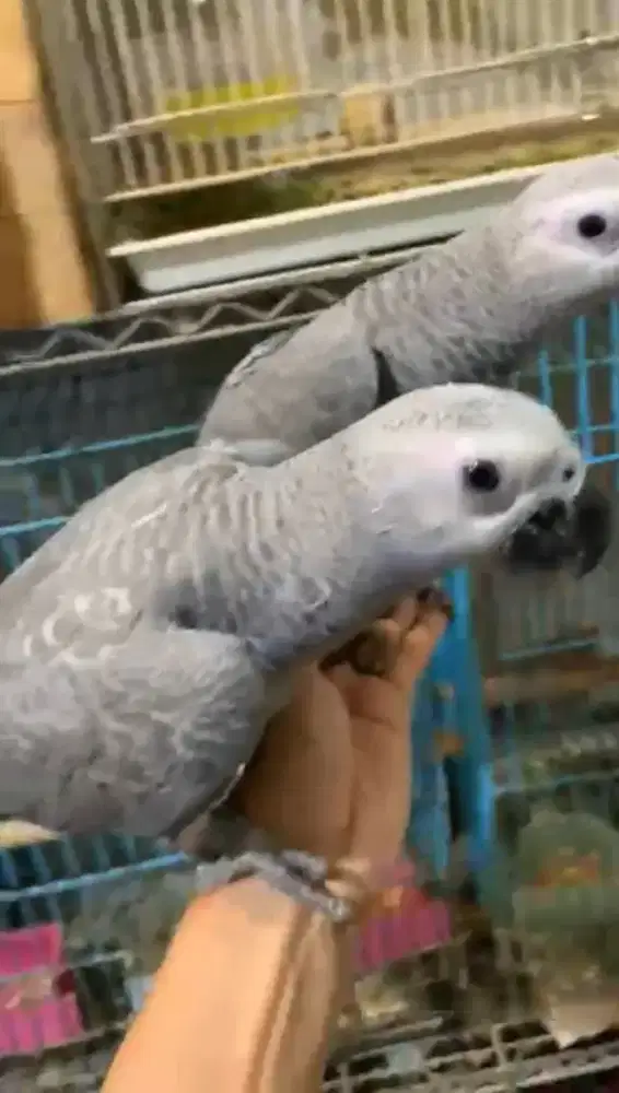 African grey afgrey 7 bulan pair dna sexing