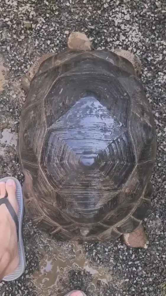 Kura kura aldabra 60cm jumbo