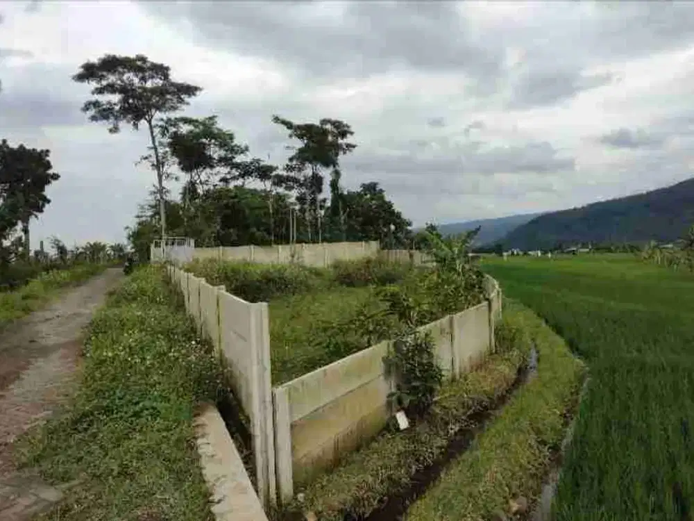 Dijual Murah tanah view persawahan dekat exit tol Purwodadi 700 meter dari jalan poros Surabaya Malang