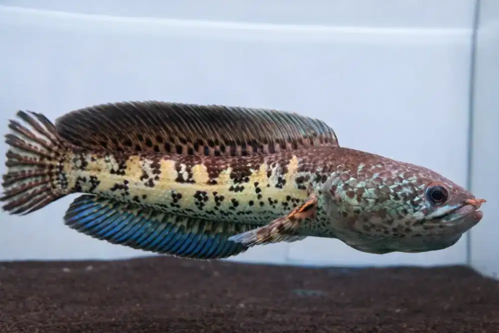 Channa Auranti Good Quality