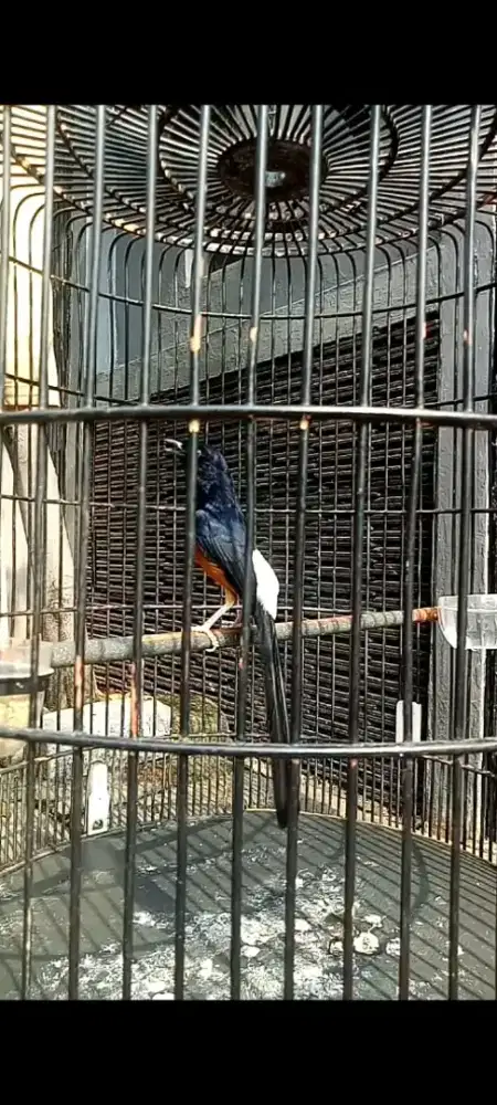 Burung murai Medan gacor