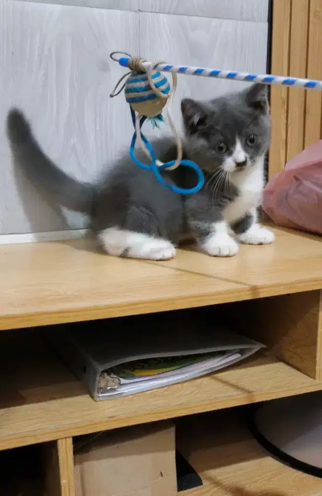 Bsh munchkin 2.5 bln