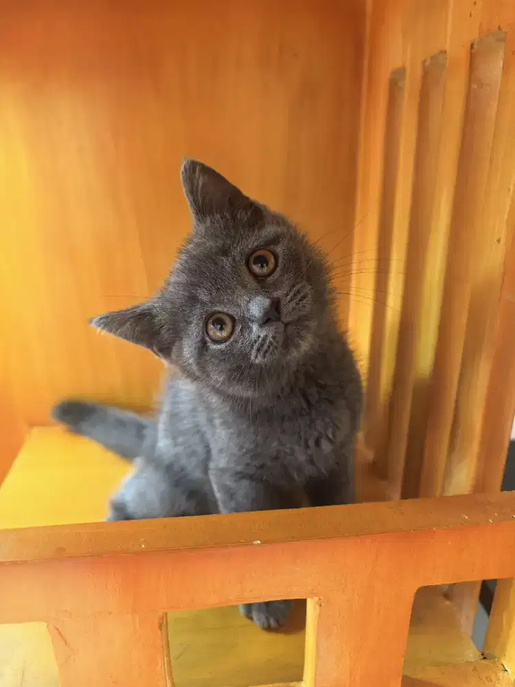 Kucing BSH British Shorthair pure Bicolor