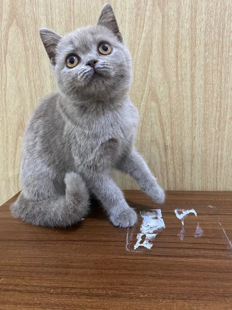 BSH (Britishorthair) Lilac Female