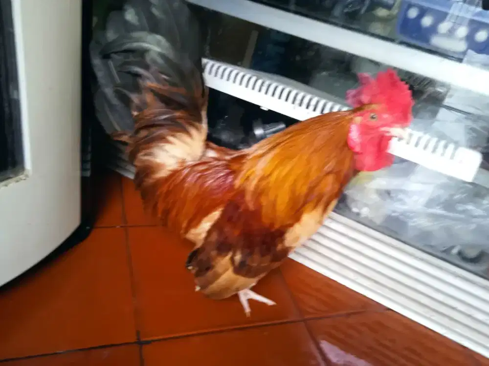 Ayam Kate jantan lucu dan jinak